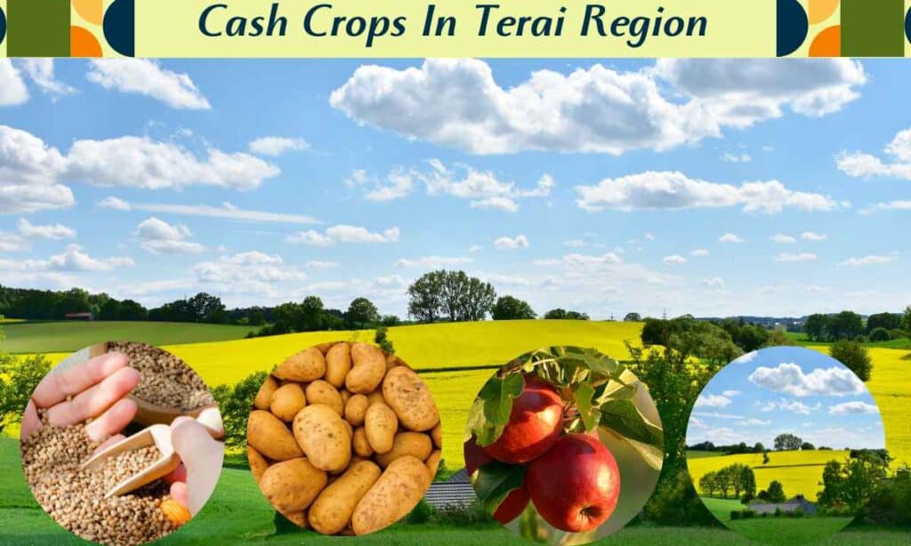 Cash crops grown in Terai region of Nepal