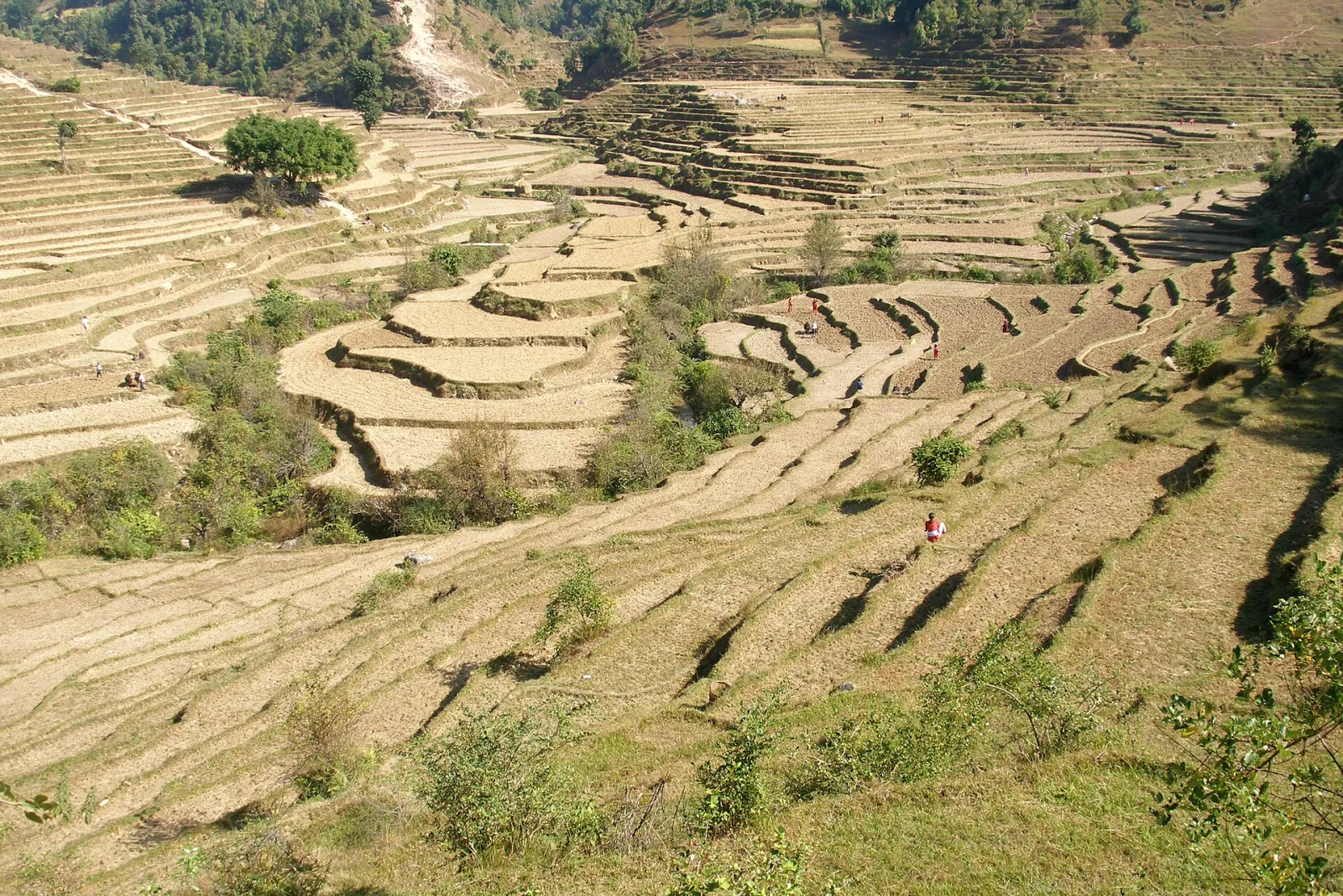 Flooded rice paddy fields in Nepal