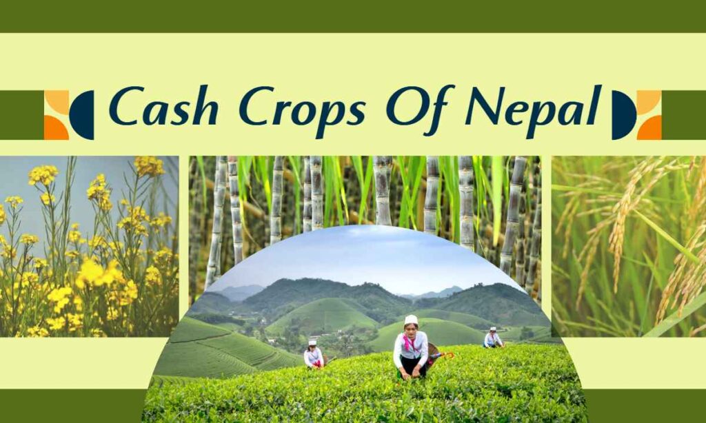 Cash Crops Of Nepal Main Crops Nepali Infopedia
