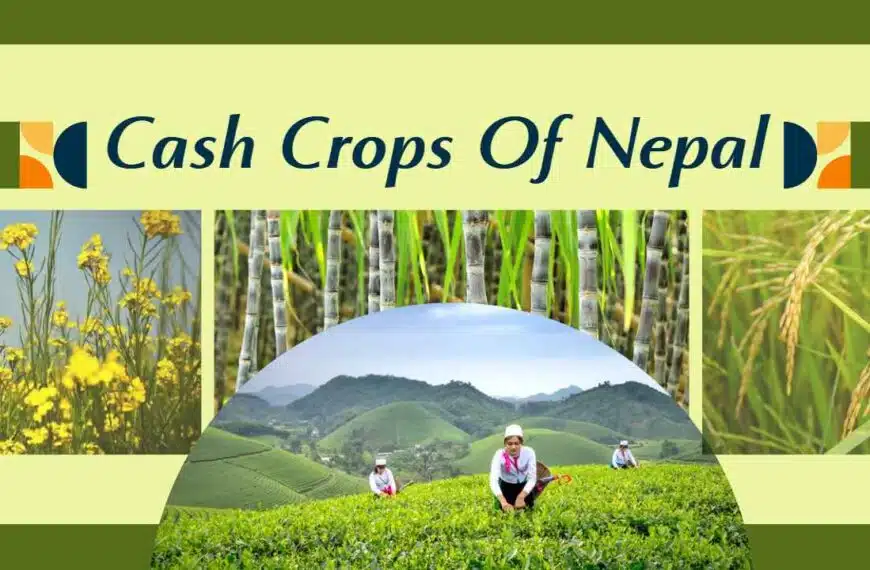 Cash Crops Of Nepal