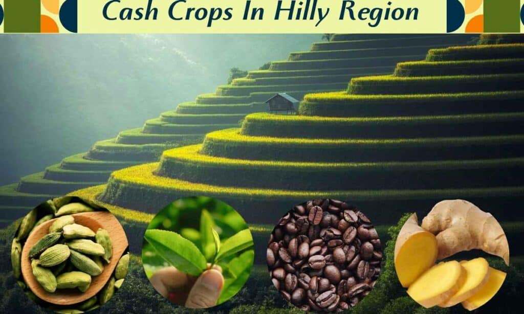 Cash Crops Grown In Hilly Region Of Nepal