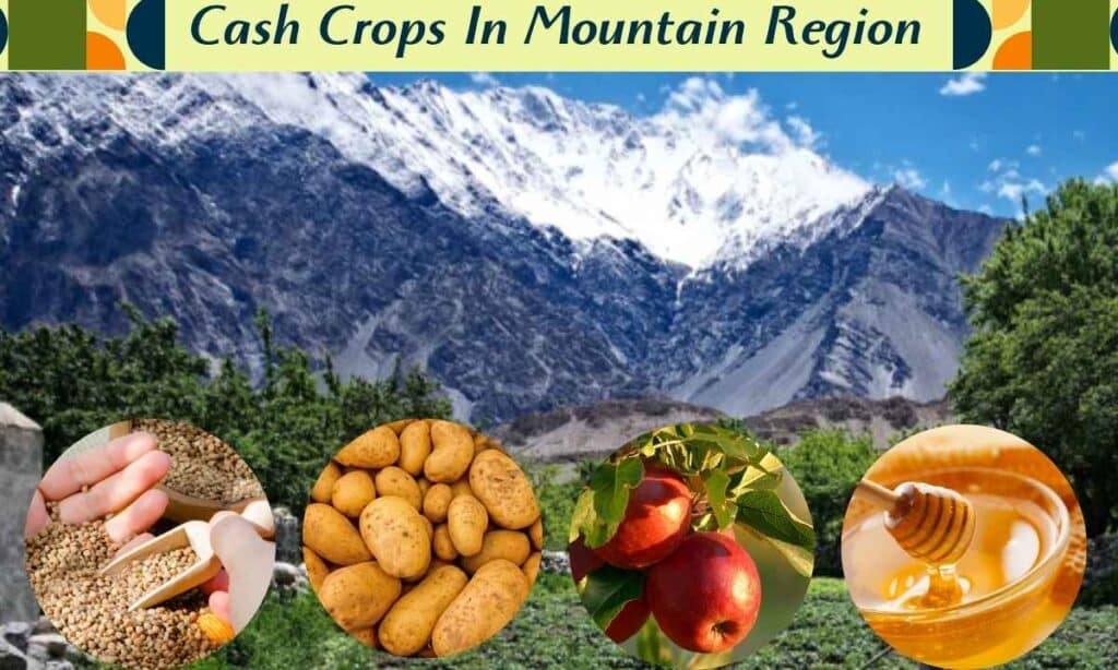 Cash crops grown in mountain region of nepal