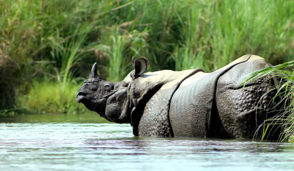 Chitwan National Park